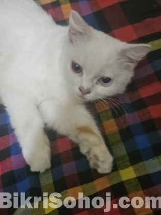 Turkish angora persian cat